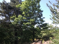 nte Rinatu-20110615 004